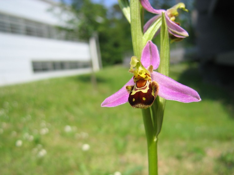 Ophrys apifera